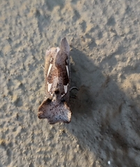Antiophlebia bracteata