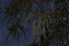 Eucalyptus erythrocorys