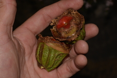 Eucalyptus erythrocorys