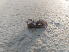 Antiophlebia bracteata