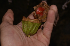 Eucalyptus erythrocorys