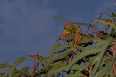 Eucalyptus erythrocorys