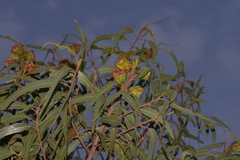 Eucalyptus erythrocorys