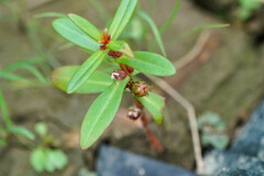 Ammannia multiflora