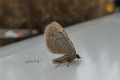 Thera juniperata