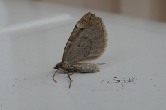 Thera juniperata