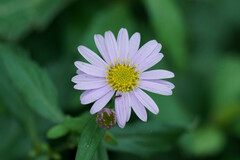 Aster yomena dentatus