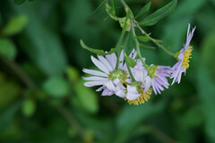 Aster yomena dentatus