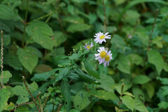 Aster yomena dentatus