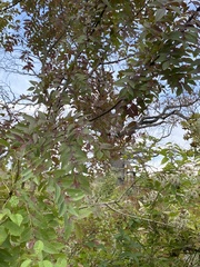 Prunus cerasifera