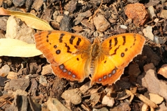 Catacroptera cloanthe cloanthe