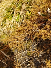 Lepidothamnus laxifolius