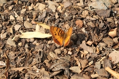 Catacroptera cloanthe cloanthe