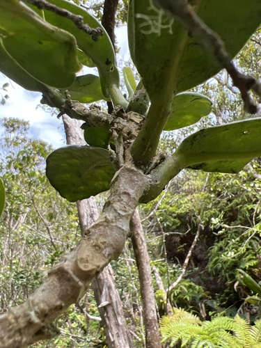 Melicope spathulata observed 2022-10-11