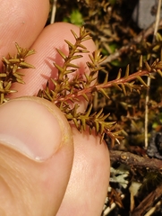 Lepidothamnus laxifolius