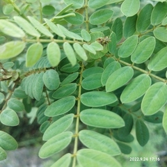 Senna auriculata