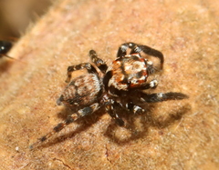 Evarcha prosimilis