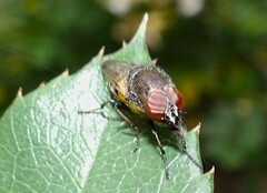 Stomorhina discolor