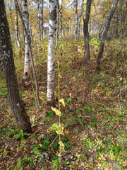 Cicerbita macrophylla uralensis