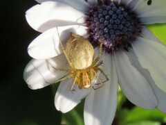 Oxyopes