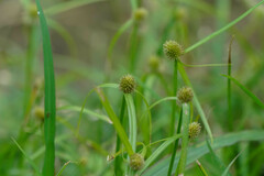 Cyperus brevifolioides