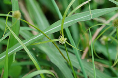 Cyperus brevifolioides