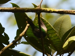 Chlorochrysa nitidissima