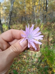 Cicerbita macrophylla uralensis