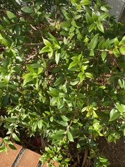 Ligustrum ovalifolium