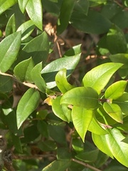 Ligustrum ovalifolium