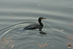 Phalacrocorax carbo hanedae