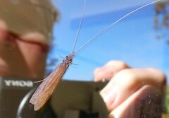 Triplectidinae