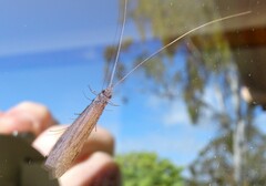Triplectidinae