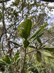 Melicope clusiifolia