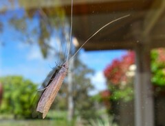 Triplectidinae