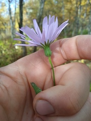 Cicerbita macrophylla uralensis