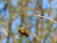 Xylocopa