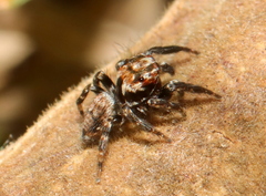 Evarcha prosimilis