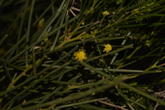 Acacia scirpifolia