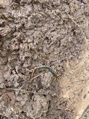 Ethmostigmus rubripes