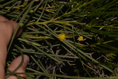 Acacia scirpifolia