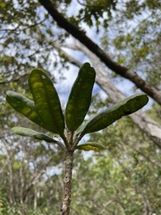 Melicope clusiifolia