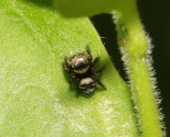 Hasarius adansoni