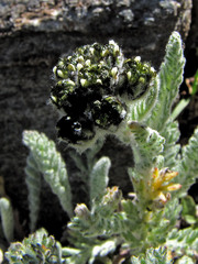 Achillea nana