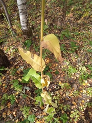 Cicerbita macrophylla uralensis