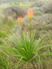 Kniphofia uvaria
