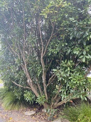 Pseudopanax lessonii