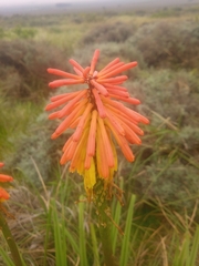 Kniphofia uvaria