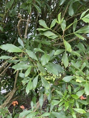 Pseudopanax lessonii
