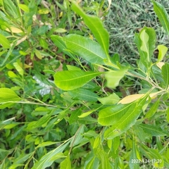 Dodonaea viscosa